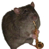 Codiaz's profile picture