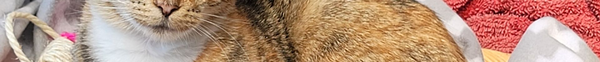 GrizzlyMang's banner