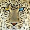 levlords's profile picture