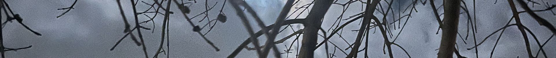 Moonlightdancer24's banner