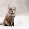 FatherlyFox's profile picture